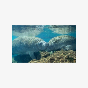 Boat tour from Orlando to snorkel and swim with manatees (Romantic Getaway)